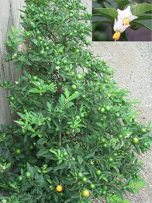 12 10 フユサンゴ 実の七変化 神秘的 遠目にも 玉の実光る フユサンゴ ソラナムを 食べて南無三 言わぬよう ならぬよう アルデバランの 夢の星