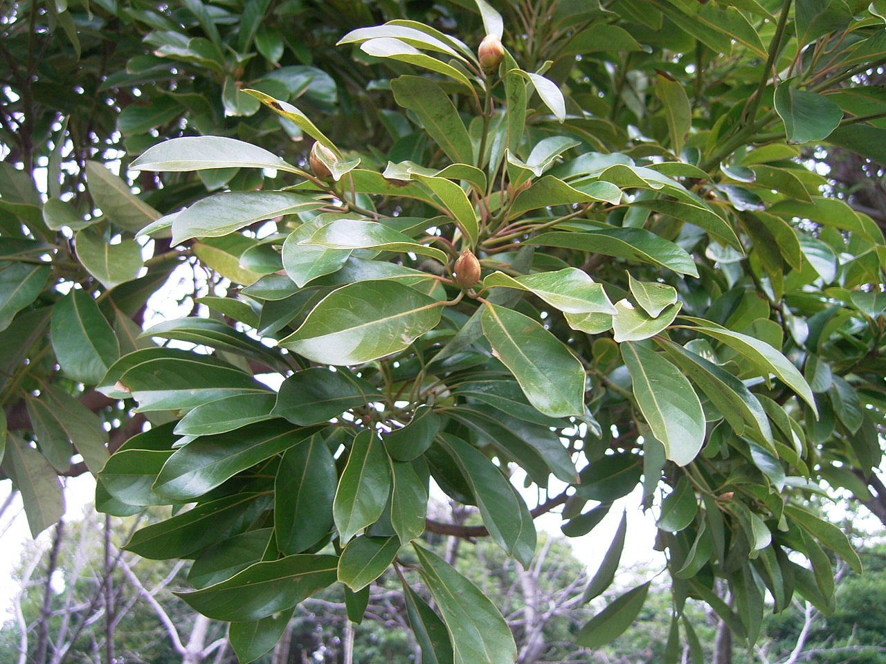 タブ マテバ いつまで待てば 見分けつく タブノキの 花芽膨らみ 気もそぞろ アルデバランの 夢の星 タブ マテバ いつまで待てば 見分けつく タブノキの 花芽膨らみ 気もそぞろ アルデバランの 夢の星