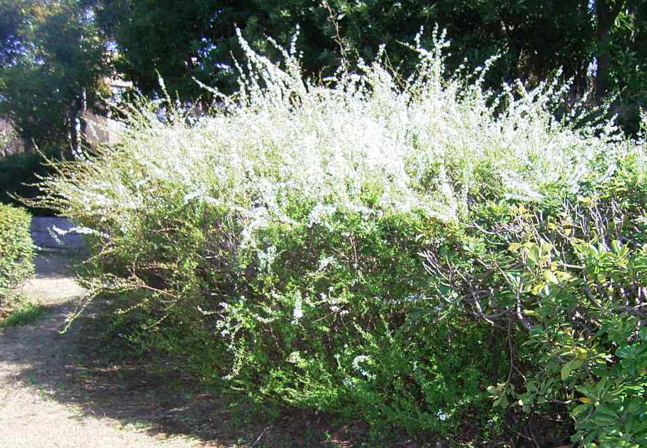 528 目や鼻や 口でも観賞 スミレなり スミレソウ もったいなくて 摘めなくて 絶え間なく咲く レンゲソウ編み いにしえの スミレ摘む恋 今昔 いまむかし せめてできるは 多花な植物 アルデバランの 夢の星