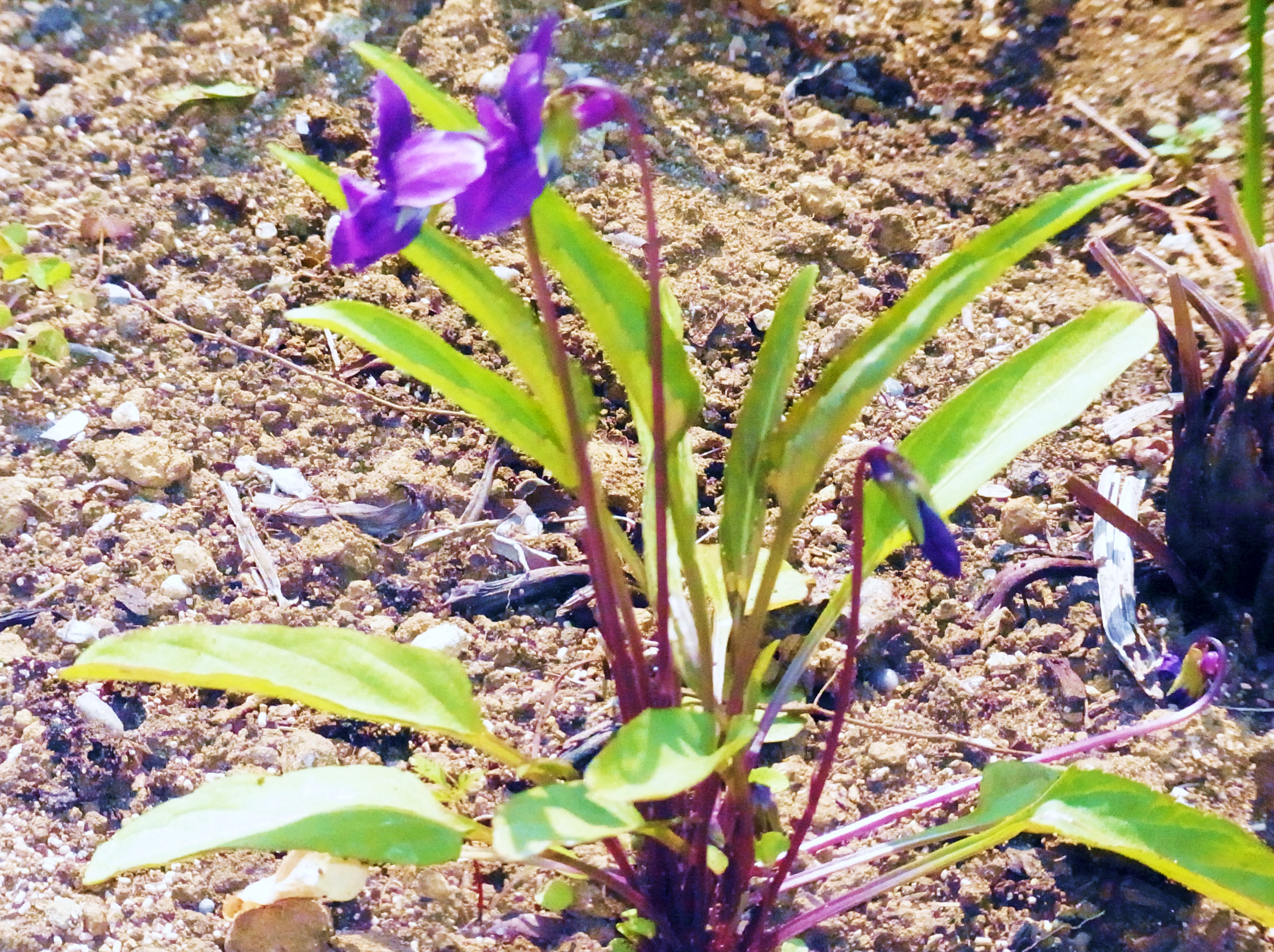 528 目や鼻や 口でも観賞 スミレなり スミレソウ もったいなくて 摘めなくて 絶え間なく咲く レンゲソウ編み いにしえの スミレ摘む恋 今昔 いまむかし せめてできるは 多花な植物 アルデバランの 夢の星