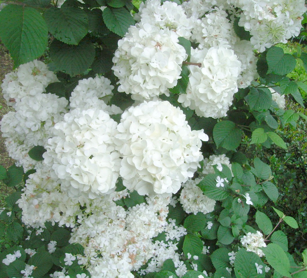 528 目や鼻や 口でも観賞 スミレなり スミレソウ もったいなくて 摘めなくて 絶え間なく咲く レンゲソウ編み いにしえの スミレ摘む恋 今昔 いまむかし せめてできるは 多花な植物 アルデバランの 夢の星