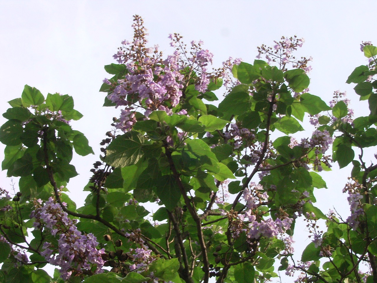 8531 桐の木で 楽器が出来て 演奏し 公園の 桐の木 誰と お嫁入り 庭の桐 家族と同じ ようにみえ 桐の花 晴天の間に かがやけり 桐の実の サワサワそよぐ 梅雨の晴れ 梅雨晴れ間 アルデバランの 夢の星