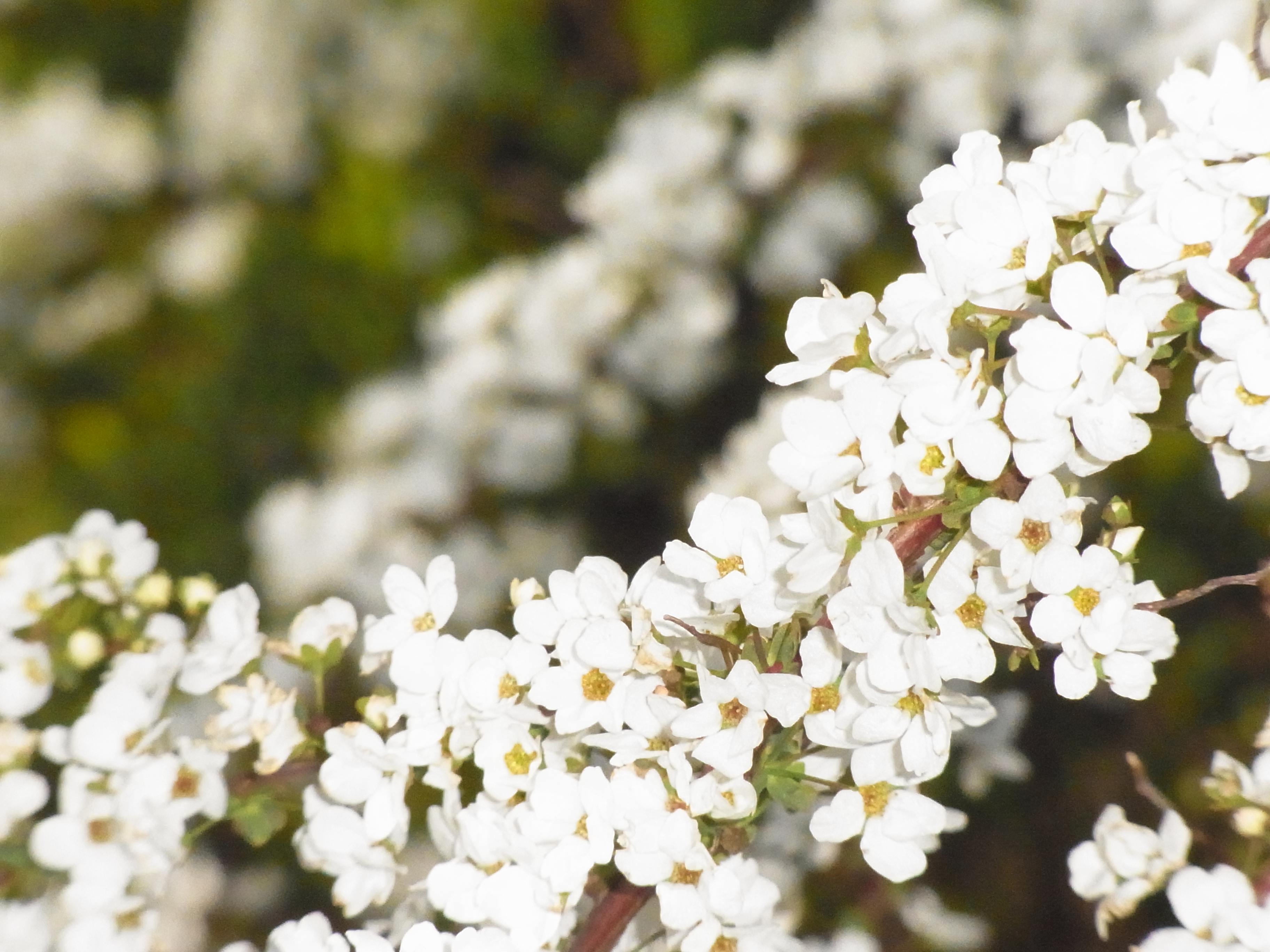 528 目や鼻や 口でも観賞 スミレなり スミレソウ もったいなくて 摘めなくて 絶え間なく咲く レンゲソウ編み いにしえの スミレ摘む恋 今昔 いまむかし せめてできるは 多花な植物 アルデバランの 夢の星