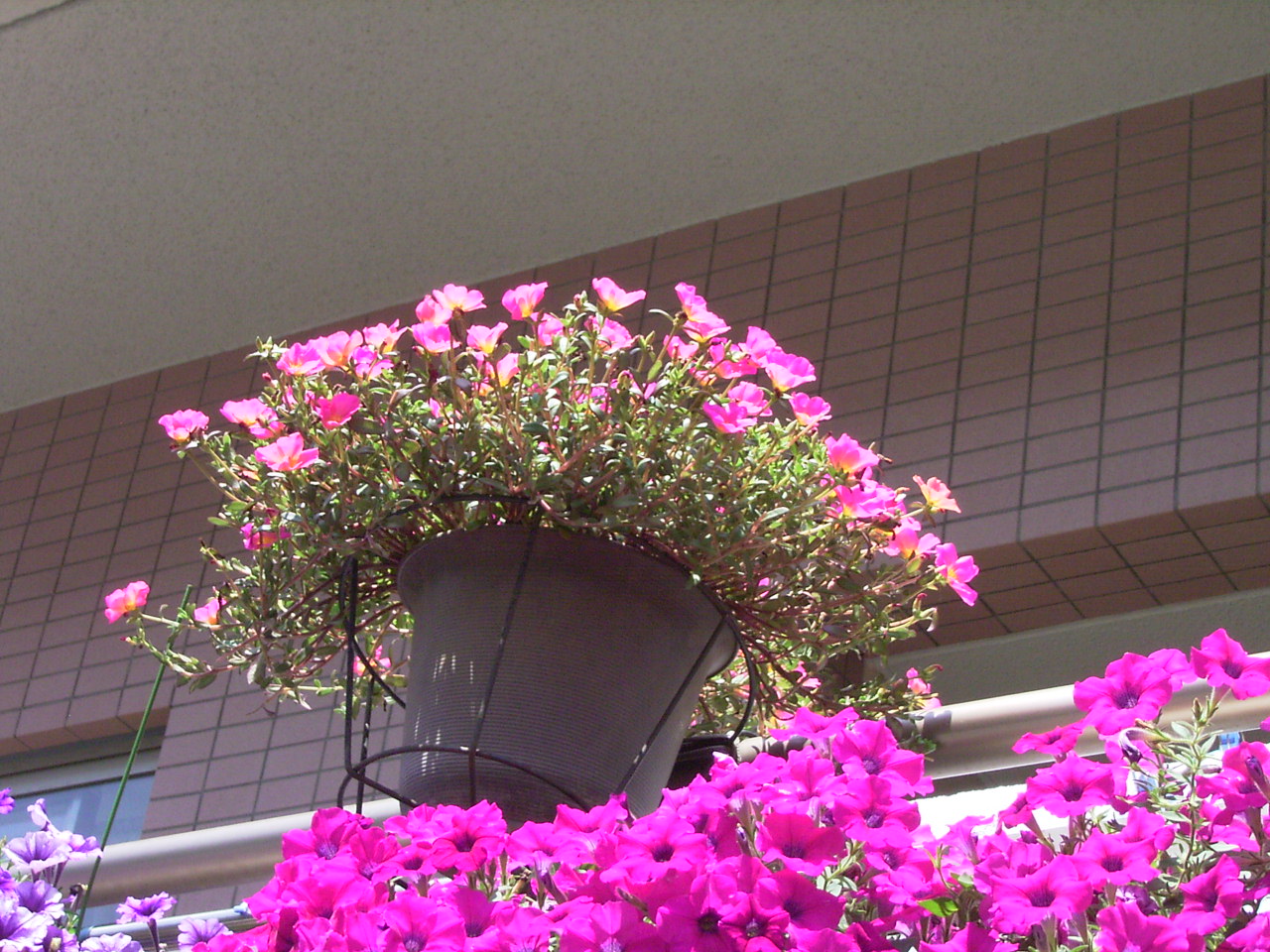 吊り鉢や マツバボタンが 風に揺れ 寄せ植えや マツバボタンの 華やかさ 日照り耐え マツバボタンは 咲き続け 忍耐の マツバボタンは 保水 気孔 光合成で パワー次々 アルデバランの 夢の星