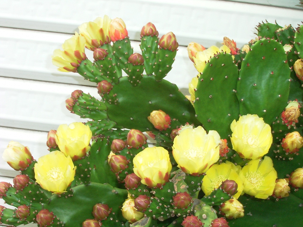 日だまりの 仙人 サボテン の手に 花蕾 つぼみ アルデバランの 夢の星