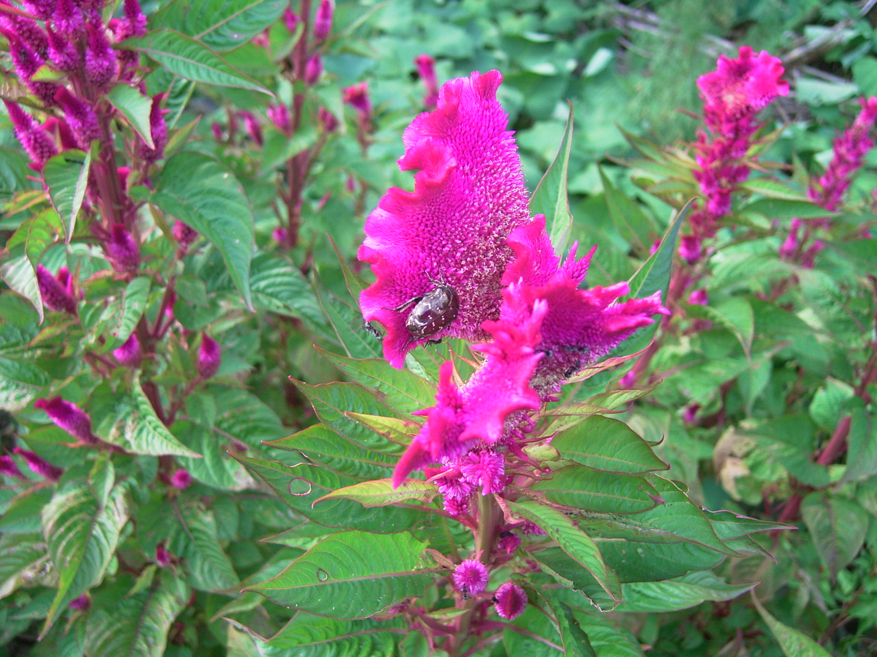 384 コガネムシ 金運あれば 金持ちなるなら 寄っていけ コガネムシ 金運あれば 金持ちなるなら 寄ってこい 貧乏家 今じゃゴキブリ 寄ってくる 隙間から ゴキブリ出入り 金はない アルデバランの 夢の星