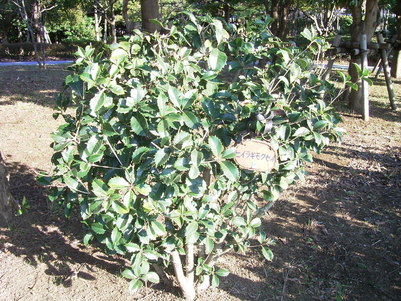 9679 結露ダメ 放っておくと カビ ダニが 男やもめ 放っておくと 蛆が湧く 結露 カビ ショックを受ける 衣装持ち 木造の 家屋の結露 覚悟をし アルデバランの 夢の星