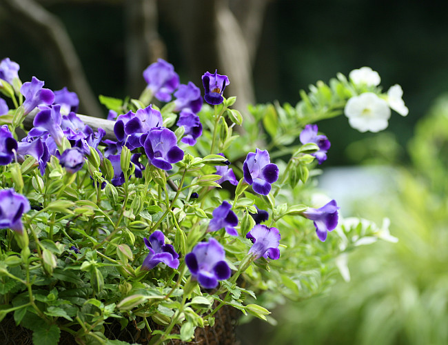 9 28 トレニアの 花壇縁取り 可憐なり トレニアの 二度咲く温和 夏跨たぎ トレニアの 雌しべ開閉 ひらめきて トレニアや 花柱 開閉 敏感 ご愛敬 愛嬌 アルデバランの 夢の星