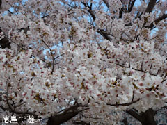 鳴門市役所 さくら 桜 2012