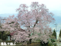 桜堂 ひょうたん桜