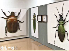 生きてる!昆虫図鑑 人間サイズの昆虫写真