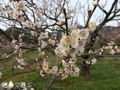 観梅苑 梅の花 2014