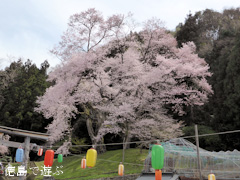 徳島県美馬郡つるぎ町貞光 吉良のエドヒガン桜 2014