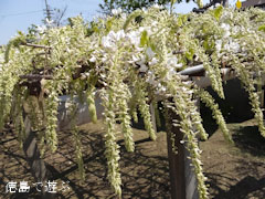 地福寺 藤の花 藤棚 白 2013