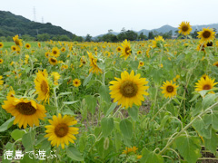 ���縩����� ���祦���γ�������� ������ �Ҥޤ�� 2014