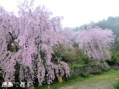徳島県名西郡神山町上分 しだれ桜 2015