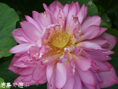 上勝町 茶碗蓮の花 2011