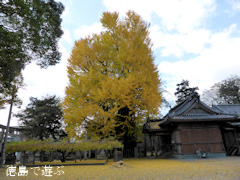 天神のイチョウ 2013