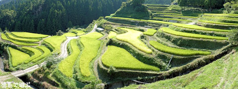 樫原の棚田 稲穂 2009