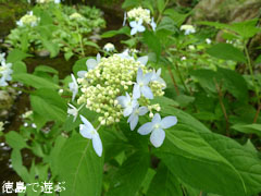 岳人の森 2010年6月23日