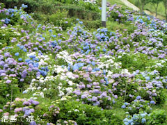 久藪あじさいの里 紫陽花 アジサイ