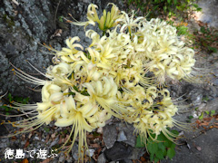 ���縩̾��������Į �򤤥ҥ���Х� �����Хʥޥ󥸥奷�㥲 2014