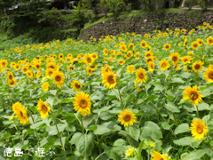 �֡���Τ�褳�� ������ 2013
