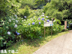 相生森林文化公園 あいあいらんど 紫陽花 あじさい