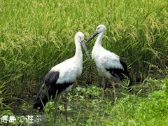 徳島県鳴門市大麻町 コウノトリ 電柱 巣 2015年8月11日