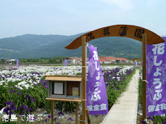 寺町公園 花菖蒲園 2010