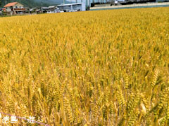 ���Ф��祯�� ���� ��Ȫ 2013