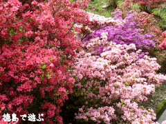 上分花の隠里 ツツジ 2010