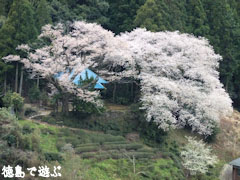 岡見堂のエドヒガン