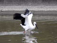 徳島県鳴門市大津町大代 コウノトリ in 大代谷川