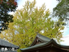 乳保神社のイチョウ 2010