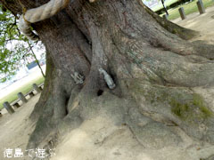 加茂の大クス 2011