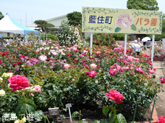 徳島県板野郡藍住町 春のバラ祭り 2015