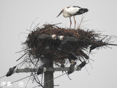 徳島県鳴門市大麻町 コウノトリ 電柱 巣 2015年8月25日