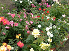 藍住 春のバラ祭り 2011