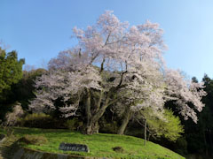 吉良のエドヒガン桜 2012