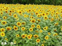 ���縩���ȻԻԾ�Į����ë �Ҥޤ�� ������ 2014