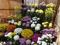 鴨島 菊人形 菊花展 2011