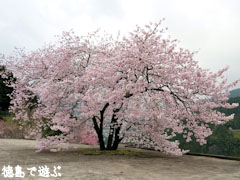 重楽寺 桜