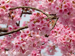 徳島県阿波市土成町 熊谷寺 蜂須賀桜 2016