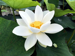 徳島県鳴門市 れんこん レンコン 蓮の花 2018