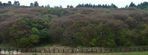 あるでよ Blog 船窪つつじ公園 あるでよ Blog 船窪つつじ公園