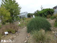 徳島県徳島市 徳島大学 薬用植物園 2014