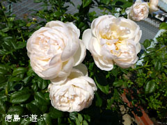 藍住 秋のバラ祭り 2012