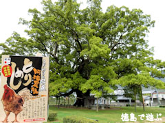 ���Ф��祯�� with ����