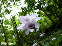 徳島県 神山町 岳人の森 レンゲショウマ 蓮華升麻 2015